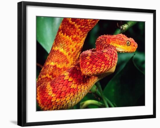 African Bush Viper-David Northcott-Framed Photographic Print