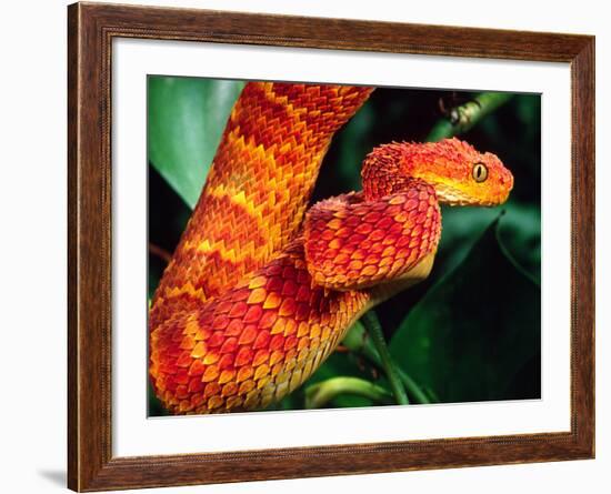 African Bush Viper-David Northcott-Framed Photographic Print