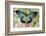 African butterfly Giant Blue Swallowtail, Papilio zalmoxis on Pink flowering Snapdragons-Darrell Gulin-Framed Photographic Print