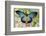 African butterfly Giant Blue Swallowtail, Papilio zalmoxis on Pink flowering Snapdragons-Darrell Gulin-Framed Photographic Print