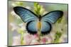 African butterfly Giant Blue Swallowtail, Papilio zalmoxis on Pink flowering Snapdragons-Darrell Gulin-Mounted Photographic Print