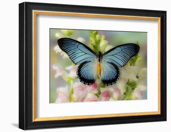 African butterfly Giant Blue Swallowtail, Papilio zalmoxis on Pink flowering Snapdragons-Darrell Gulin-Framed Photographic Print