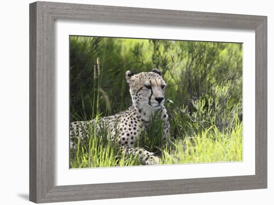 African Cheetah 011-Bob Langrish-Framed Photographic Print