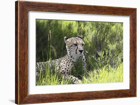 African Cheetah 011-Bob Langrish-Framed Photographic Print