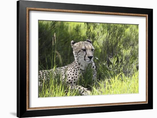 African Cheetah 011-Bob Langrish-Framed Photographic Print