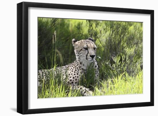 African Cheetah 011-Bob Langrish-Framed Photographic Print