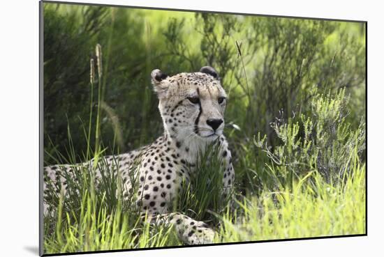 African Cheetah 011-Bob Langrish-Mounted Photographic Print