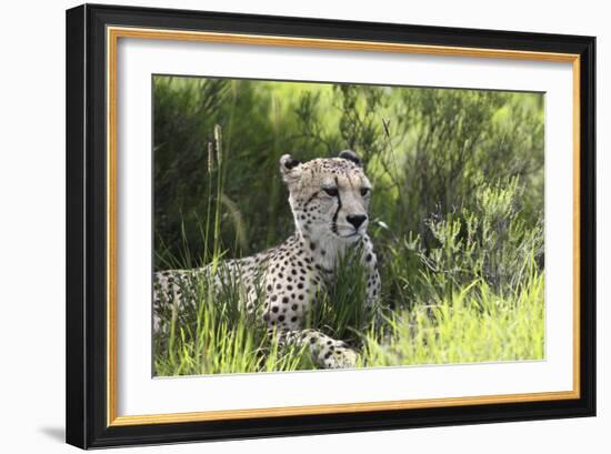 African Cheetah 011-Bob Langrish-Framed Photographic Print