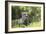 African Cheetah 011-Bob Langrish-Framed Photographic Print