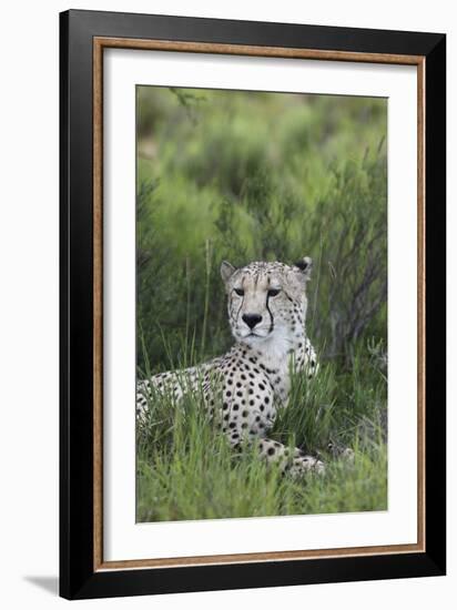 African Cheetah 014-Bob Langrish-Framed Photographic Print