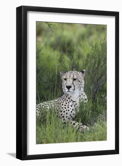 African Cheetah 014-Bob Langrish-Framed Photographic Print