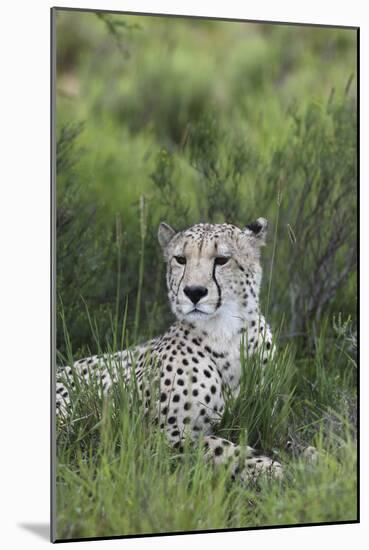 African Cheetah 014-Bob Langrish-Mounted Photographic Print