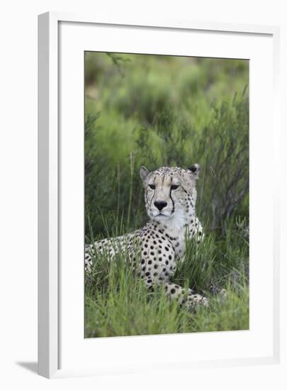 African Cheetah 014-Bob Langrish-Framed Photographic Print