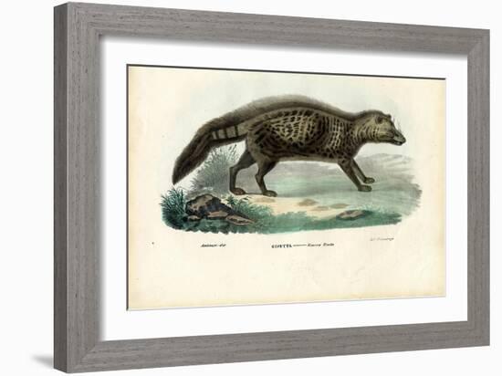 African Civet, 1863-79-Raimundo Petraroja-Framed Giclee Print