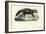 African Civet, 1863-79-Raimundo Petraroja-Framed Giclee Print