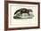 African Civet, 1863-79-Raimundo Petraroja-Framed Giclee Print