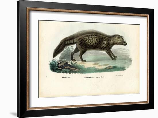 African Civet, 1863-79-Raimundo Petraroja-Framed Giclee Print