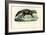 African Civet, 1863-79-Raimundo Petraroja-Framed Giclee Print