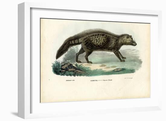 African Civet, 1863-79-Raimundo Petraroja-Framed Giclee Print