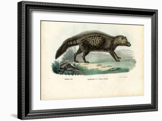 African Civet, 1863-79-Raimundo Petraroja-Framed Giclee Print