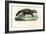 African Civet, 1863-79-Raimundo Petraroja-Framed Giclee Print