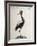 African Crane or Balearic Islands Crane-null-Framed Giclee Print