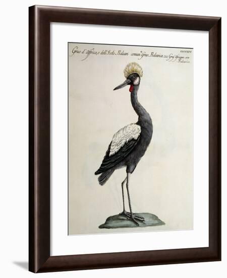 African Crane or Balearic Islands Crane-null-Framed Giclee Print
