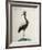 African Crane or Balearic Islands Crane-null-Framed Giclee Print