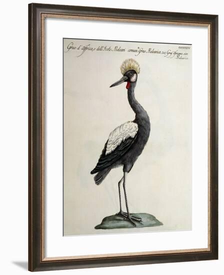 African Crane or Balearic Islands Crane-null-Framed Giclee Print