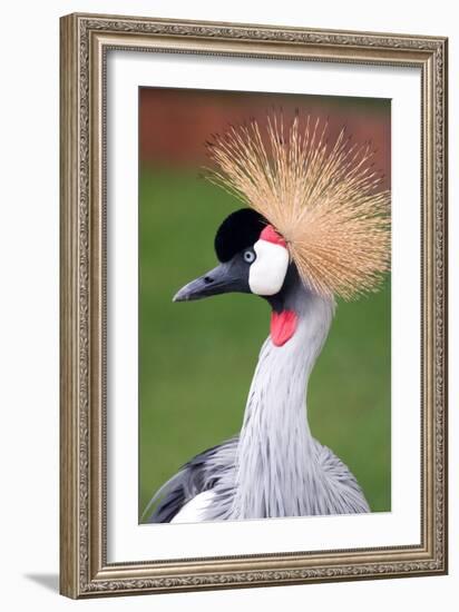 African Crown Crane-Lantern Press-Framed Art Print