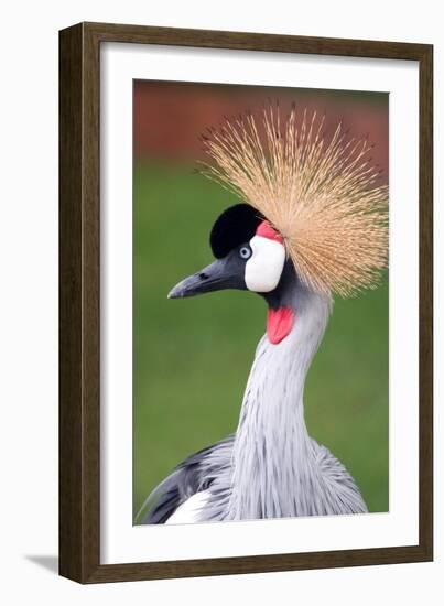 African Crown Crane-Lantern Press-Framed Art Print