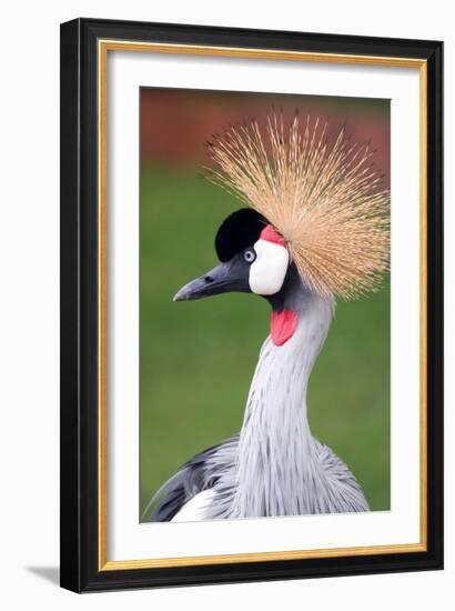 African Crown Crane-Lantern Press-Framed Art Print