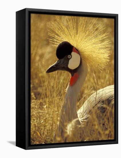 African Crowned Crane, South Africa-Michele Westmorland-Framed Premier Image Canvas