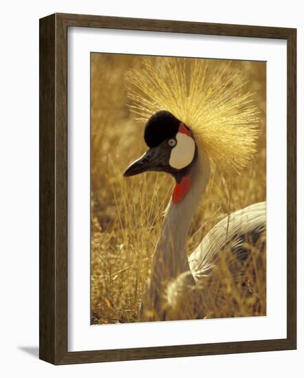 African Crowned Crane, South Africa-Michele Westmorland-Framed Photographic Print