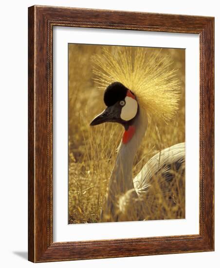 African Crowned Crane, South Africa-Michele Westmorland-Framed Photographic Print