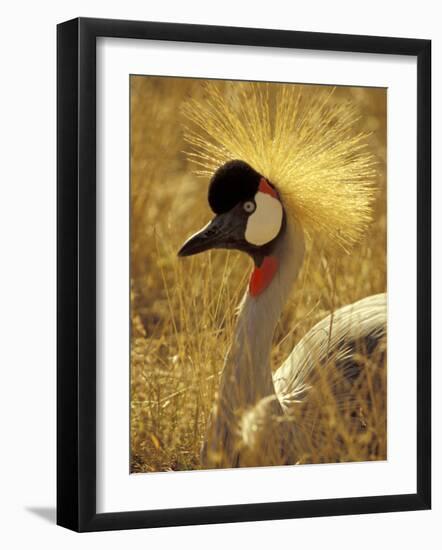 African Crowned Crane, South Africa-Michele Westmorland-Framed Photographic Print