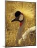 African Crowned Crane, South Africa-Michele Westmorland-Mounted Photographic Print