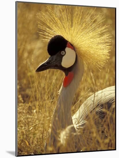 African Crowned Crane, South Africa-Michele Westmorland-Mounted Photographic Print