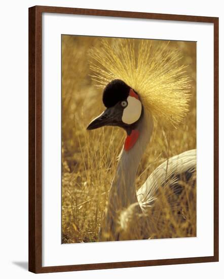 African Crowned Crane, South Africa-Michele Westmorland-Framed Photographic Print