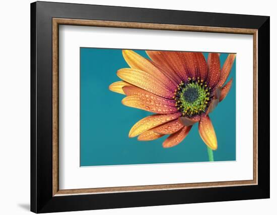 African daisy ll-Heidi Westum-Framed Photographic Print