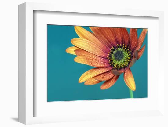 African daisy ll-Heidi Westum-Framed Photographic Print