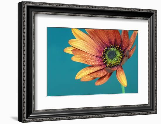 African daisy ll-Heidi Westum-Framed Photographic Print