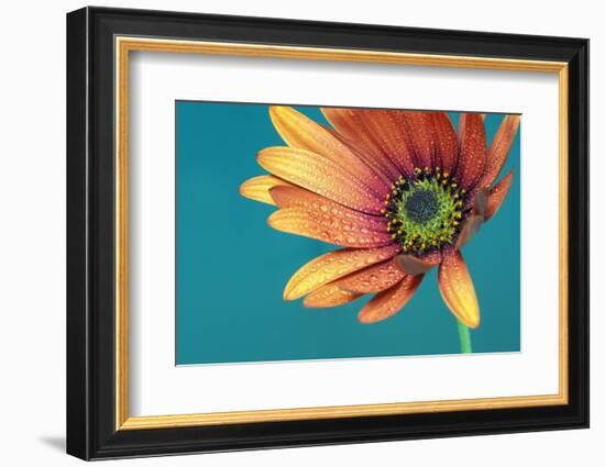 African daisy ll-Heidi Westum-Framed Photographic Print