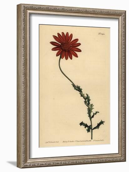 African Daisy or Clammy Arctotis, Arctotis Glutinosa-Sydenham Teast Edwards-Framed Giclee Print