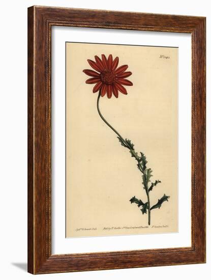 African Daisy or Clammy Arctotis, Arctotis Glutinosa-Sydenham Teast Edwards-Framed Giclee Print