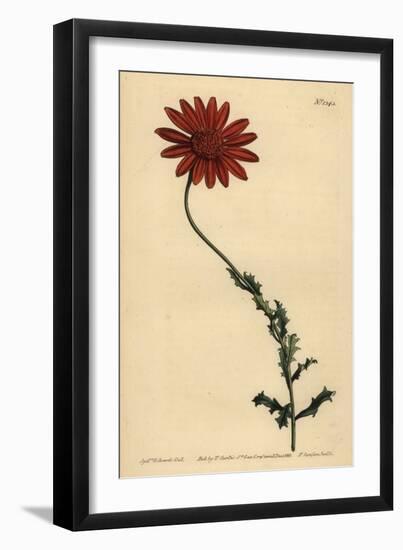 African Daisy or Clammy Arctotis, Arctotis Glutinosa-Sydenham Teast Edwards-Framed Giclee Print