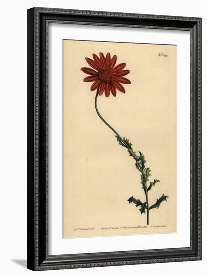 African Daisy or Clammy Arctotis, Arctotis Glutinosa-Sydenham Teast Edwards-Framed Giclee Print