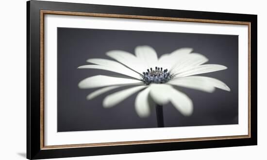 African Daisy-Assaf Frank-Framed Giclee Print