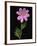 African Daisy-null-Framed Photographic Print