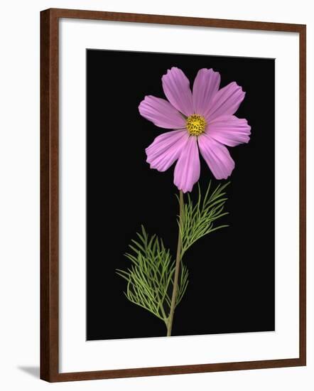 African Daisy-null-Framed Photographic Print